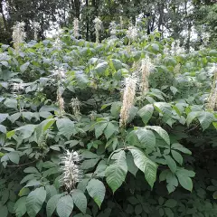 AESCULUS parviflora