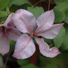 CLEMATITE 'Margaret Hunt' - Plante grimpante