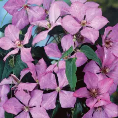 CLEMATITE 'Margaret Hunt' - Plante grimpante