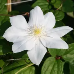 CLEMATITE 'Mme Le Coultre' - Plante grimpante