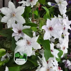 CLEMATITE 'Miss Bateman' - Plante grimpante