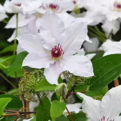 CLEMATITE 'Miss Bateman' - Plante grimpante