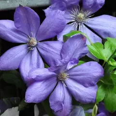 CLEMATITE 'Mrs Cholmondeley' - Plante grimpante