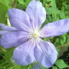 CLEMATITE 'Mrs Cholmondeley' - Plante grimpante