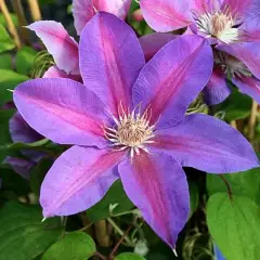 CLEMATITE 'Mrs N. Thompson' - Plante grimpante