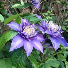 CLEMATITE 'Multi Blue' - Plante grimpante