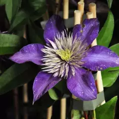 CLEMATITE 'Multi Blue' - Plante grimpante