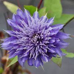 CLEMATITE 'Multi Blue' - Plante grimpante