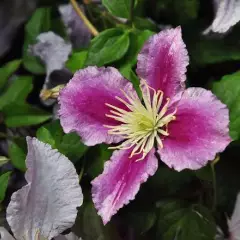 CLEMATITE 'Piilu' - Plante grimpante