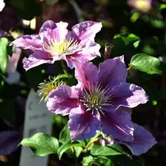 CLEMATITE 'Piilu' - Plante grimpante