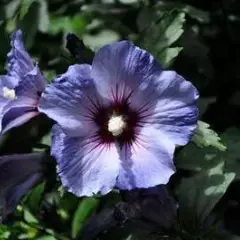 HIBISCUS syriacus 'Oiseau Bleu' - Althea, Mauve en arbre