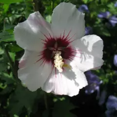 HIBISCUS syriacus 'Red Heart' - Althea, Mauve en arbre