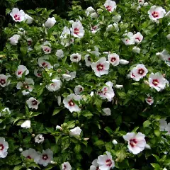 HIBISCUS syriacus 'Red Heart' - Althea, Mauve en arbre