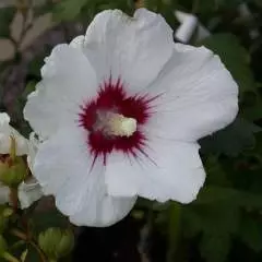 HIBISCUS syriacus 'Red Heart' - Althea, Mauve en arbre