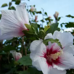 HIBISCUS syriacus 'Red Heart' - Althea, Mauve en arbre