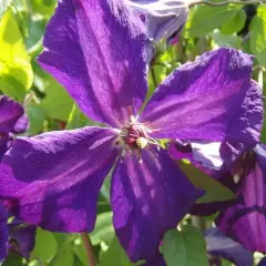 CLEMATITE Viticella 'Polish Spirit' - Plante grimpante