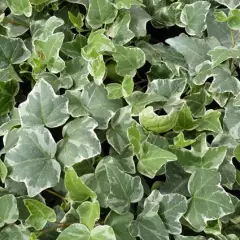 HEDERA helix 'Kolibri' - Lierre Commun 'Kolibri'