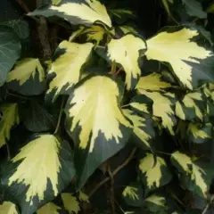 HEDERA helix 'Goldheart' - Lierre commun 'Goldheart'