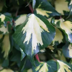 HEDERA helix 'Goldheart' - Lierre commun 'Goldheart'