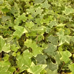 HEDERA helix 'Goldchild' - Lierre commun 'Goldchild'