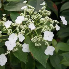 HYDRANGEA 'Semiola'® - Hortensia grimpant