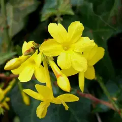 JASMINUM nudiflorum - Jasmin d'hiver