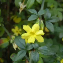 JASMINUM nudiflorum - Jasmin d'hiver