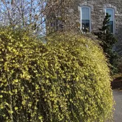 JASMINUM nudiflorum - Jasmin d'hiver