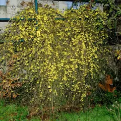 JASMINUM nudiflorum - Jasmin d'hiver