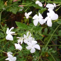 JASMINUM officinale - Jasmin officinale blanc