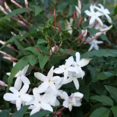 JASMINUM officinale - Jasmin officinale blanc