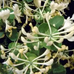 LONICERA caprifolium - Chèvrefeuille des jardins