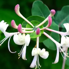 LONICERA caprifolium - Chèvrefeuille des jardins