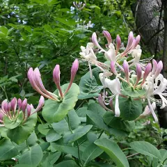 LONICERA caprifolium - Chèvrefeuille des jardins