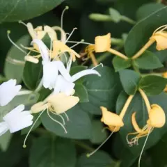 LONICERA japonica 'Hall's Prolific' - Chèvrefeuille du Japon 'Hall's Prolific'