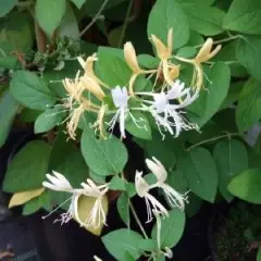 LONICERA japonica 'Hall's Prolific' - Chèvrefeuille du Japon 'Hall's Prolific'