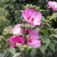 HIBISCUS syriacus 'Woodbridge' - Althea hibiscus