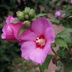 HIBISCUS syriacus 'Woodbridge' - Althea hibiscus