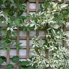 PARTHENOCISSUS quinquefolia 'Star Showers' - Vigne vierge japonaise