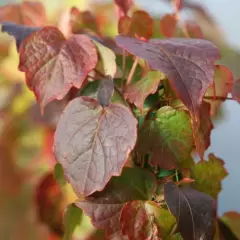 PARTHENOCISSUS tricuspidata 'Minutifolia' - Vigne Vierge japonaise