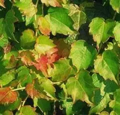 PARTHENOCISSUS tricuspidata 'Minutifolia' - Vigne Vierge japonaise