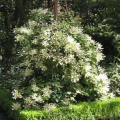 SCHIZOPHRAGMA hydrangeoides - Hortensia Grimpant