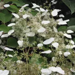 SCHIZOPHRAGMA hydrangeoides - Hortensia Grimpant