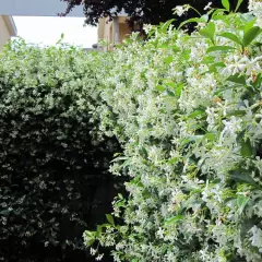 TRACHELOSPERMUM jasminoides - Jasmin étoilé