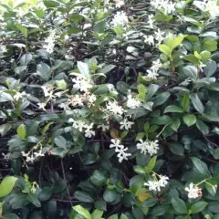 TRACHELOSPERMUM jasminoides - Jasmin étoilé