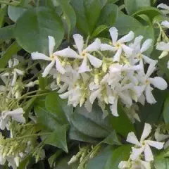 TRACHELOSPERMUM jasminoides - Jasmin étoilé