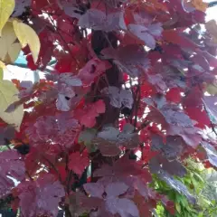 VITIS vinifera 'Purpurea' - Vigne pourpre