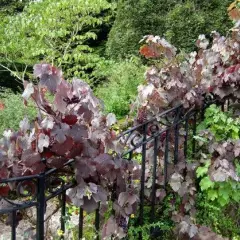 VITIS vinifera 'Purpurea' - Vigne pourpre