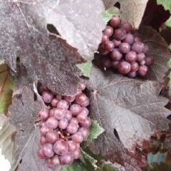 VITIS vinifera 'Purpurea' - Vigne pourpre