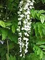 WISTERIA floribunda 'Alba' - Glycine Japonaise blanche